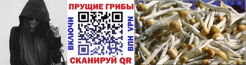 Псилоцибиновые грибы Psilocybine cubensis MEGA Тында